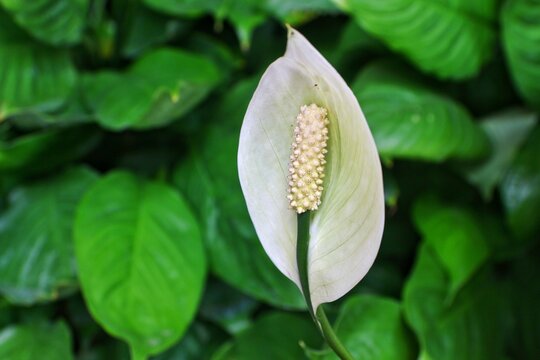 Close-up view frow flower of Peace Lily