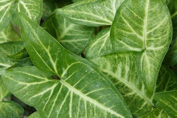 close up of syngonium leaves