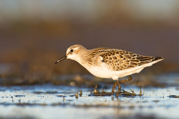 Bird Calidris minuta Little Stint small migratory bird, Poland Europe