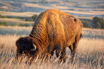 bison in badlands national park © Robert