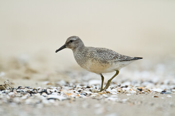 Shorebird - juvenile Calidris canutus, Red Knot on the Baltic Sea shore, migratory bird Poland Europe
