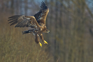 Majestic predator White-tailed eagle, Haliaeetus albicilla in Poland wild nature	

