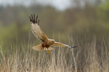 Flying Birds of prey Marsh harrier Circus aeruginosus, hunting time Poland Europe	
