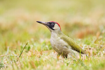 Bird - green woodpecker Picus viridis on the ground, bird looking for food, wildlife Poland Europe