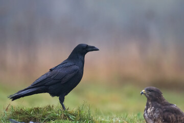 Bird beautiful raven Corvus corax North Poland Europe	
