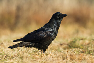 Bird beautiful raven Corvus corax North Poland Europe	
