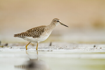 Shorebirds - Wood Sandpiper Tringa glareola, wildlife Poland Europe	
