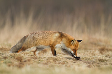 Naklejka na ściany i meble Fox Vulpes vulpes in autumn scenery, Poland Europe, animal walking among autumn meadow 