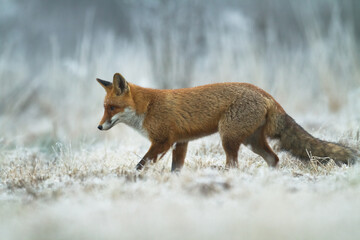 Fox Vulpes vulpes in autumn scenery, Poland Europe, animal walking among autumn meadow	