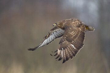 landing Common buzzard Buteo buteo in the fields in winter snow, buzzards in natural habitat, hawk bird on the ground, predatory bird close up winter bird