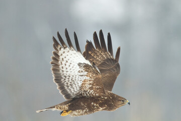 landing Common buzzard Buteo buteo in the fields in winter snow, buzzards in natural habitat, hawk bird on the ground, predatory bird close up winter bird