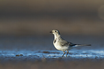 Bird white wagtail Motacilla alba small bird with long tail on light brown background, Poland Europe