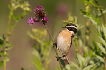 Bird Whinchat Saxicola rubetra - bird sitting on the weed, male, amazing background with warm light summer time Poland, Europe