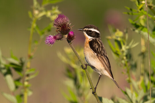 Bird Whinchat Saxicola rubetra - bird sitting on the weed, male, amazing background with warm light summer time Poland, Europe