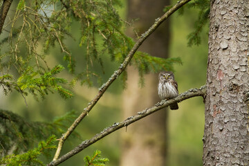 Pygmy owl Glaucidium passerinum little owl natural dark forest north parts of Poland Europe