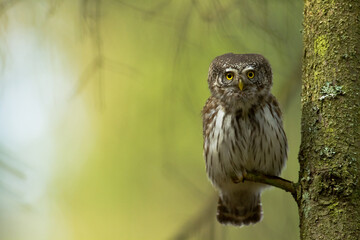 Pygmy owl Glaucidium passerinum little owl natural dark forest north parts of Poland Europe