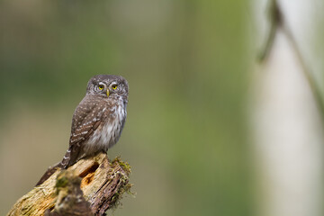 Pygmy owl Glaucidium passerinum little owl natural dark forest north parts of Poland Europe