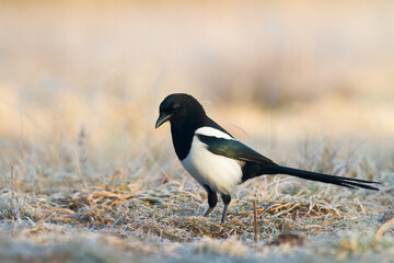 The Eurasian Magpie or Common Magpie or Pica pica on the branch with colorful background, winter time