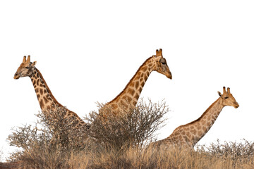 three giraffes in the african bush isolated on white background