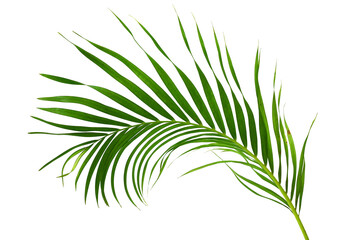 Fototapeta na wymiar Green coconut leaf isolated