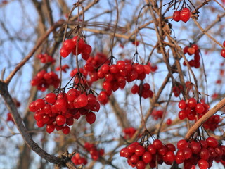 Red bush of viburnum berries on bushes in winter garden