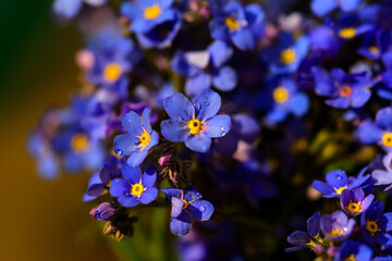Beautiful forget-me-not flowers with nice bokeh