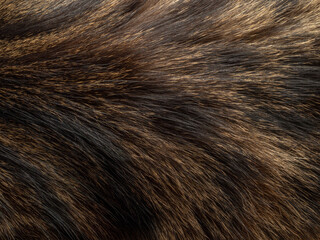 detail of hair - fur - macro photography
