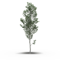 Obraz premium large tree with a shadow under it, isolated on white background, 3D illustration, cg render