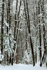 Fototapeta premium Winter forest, coniferous trees completely covered with snow