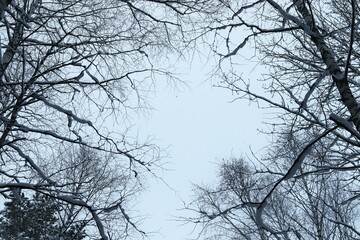 Winter forest, view of the winter gray sky through the tops of trees strewn with snow