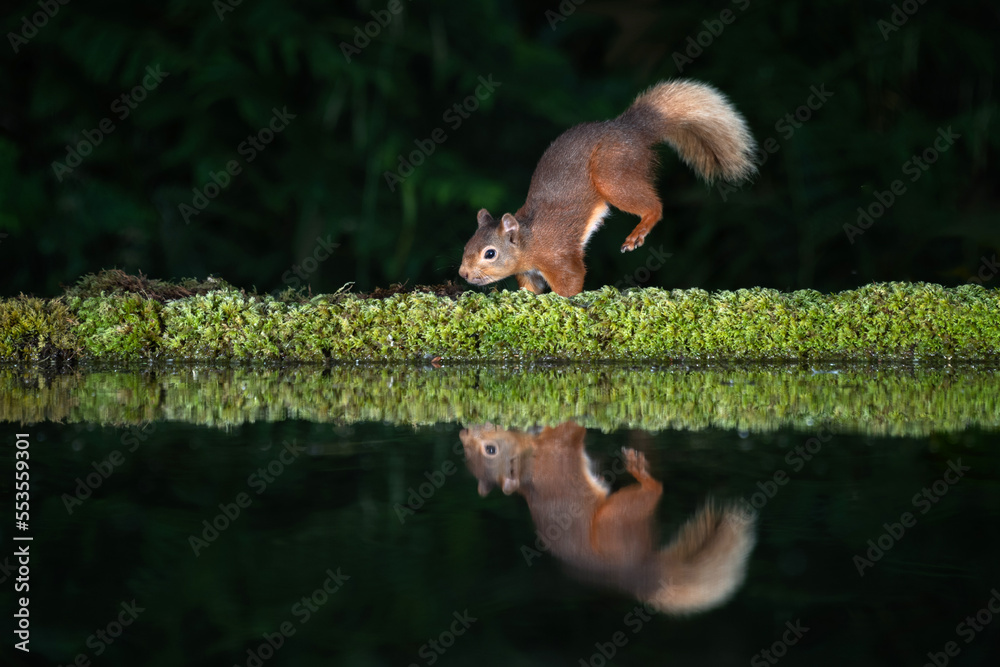 Poster A red squirrel landing on its front legs after leaping. it is reflected in the water of a pool and was taken in the dark