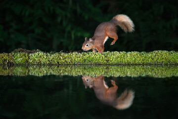 A red squirrel landing on its front legs after leaping. it is reflected in the water of a pool and was taken in the dark