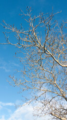 Ramas sin hojas de árbol en otoño