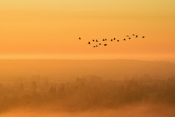 Cranes in flight at dawn. Flight of birds to the south against the background of the sun.