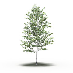 large tree with a shadow under it, isolated on a transparent background, 3D illustration, cg render