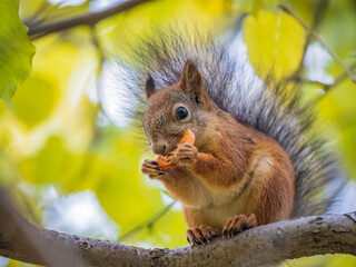 The squirrel sits on tree with carrot in the autumn. Eurasian red squirrel, Sciurus vulgaris.