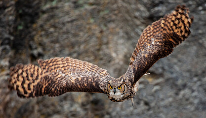 Grand-duc d'Europe - Bubo bubo - Eurasian Eagle-Owl