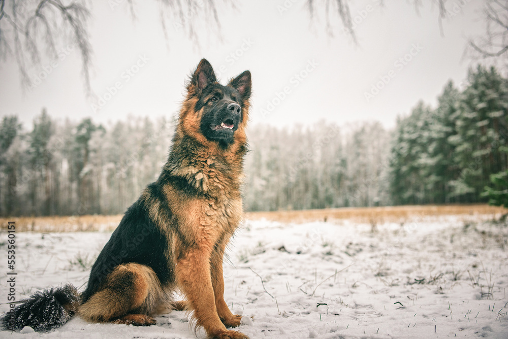 Wall mural portrait of a beautiful thoroughbred long-haired shepherd dog in the winter forest.