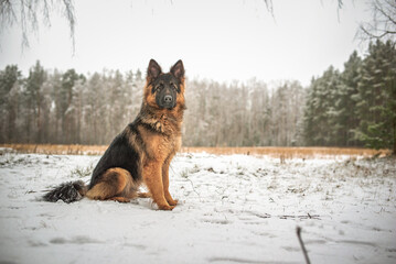 Portrait of a beautiful thoroughbred long-haired shepherd dog in the winter forest.