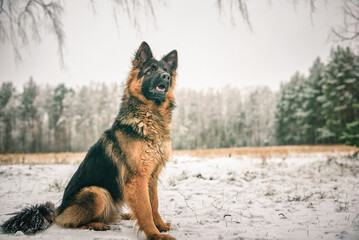 Portrait of a beautiful thoroughbred long-haired shepherd dog in the winter forest.