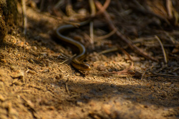 Redbelly snake