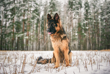 Portrait of a beautiful thoroughbred long-haired shepherd dog in the winter forest.