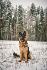 Portrait of a beautiful thoroughbred long-haired shepherd dog in the winter forest.