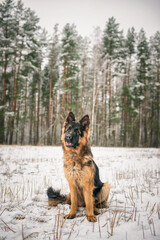 Portrait of a beautiful thoroughbred long-haired shepherd dog in the winter forest.