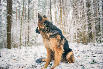 Portrait of a beautiful thoroughbred long-haired shepherd dog in the winter forest.