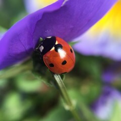 ladybird on a flower