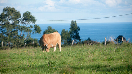 Vacas marrones en pradera de hierba verde junto al mar