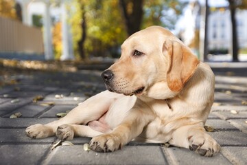 Cute young happy dog lying