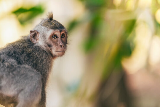 Juvenile Balinese long-tailed Monkey (Macaca fascicularis), Ubud Monkey Forest; Bali, Indonesia