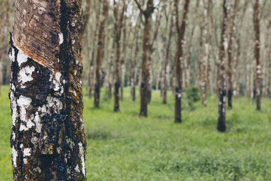 Rubber tree (Hevea brasiliensis) forest of Licin; East Java, Java, Indonesia